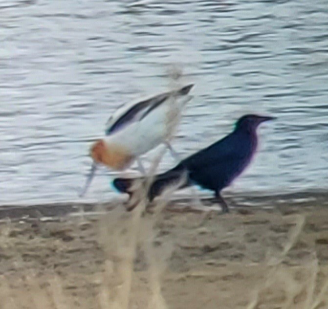 Great-tailed Grackle - Susan Hovde