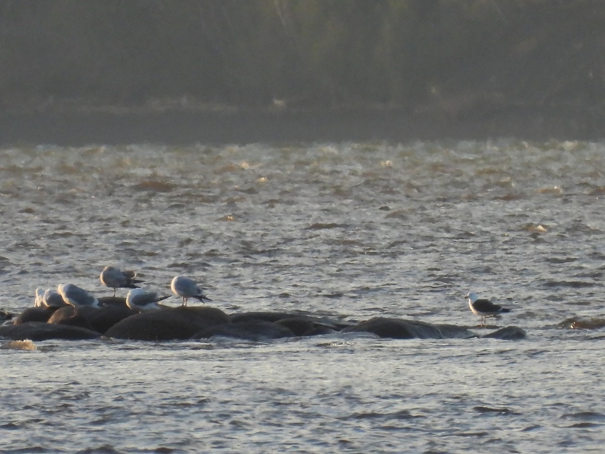 Lesser Black-backed Gull - Philippe Jobin