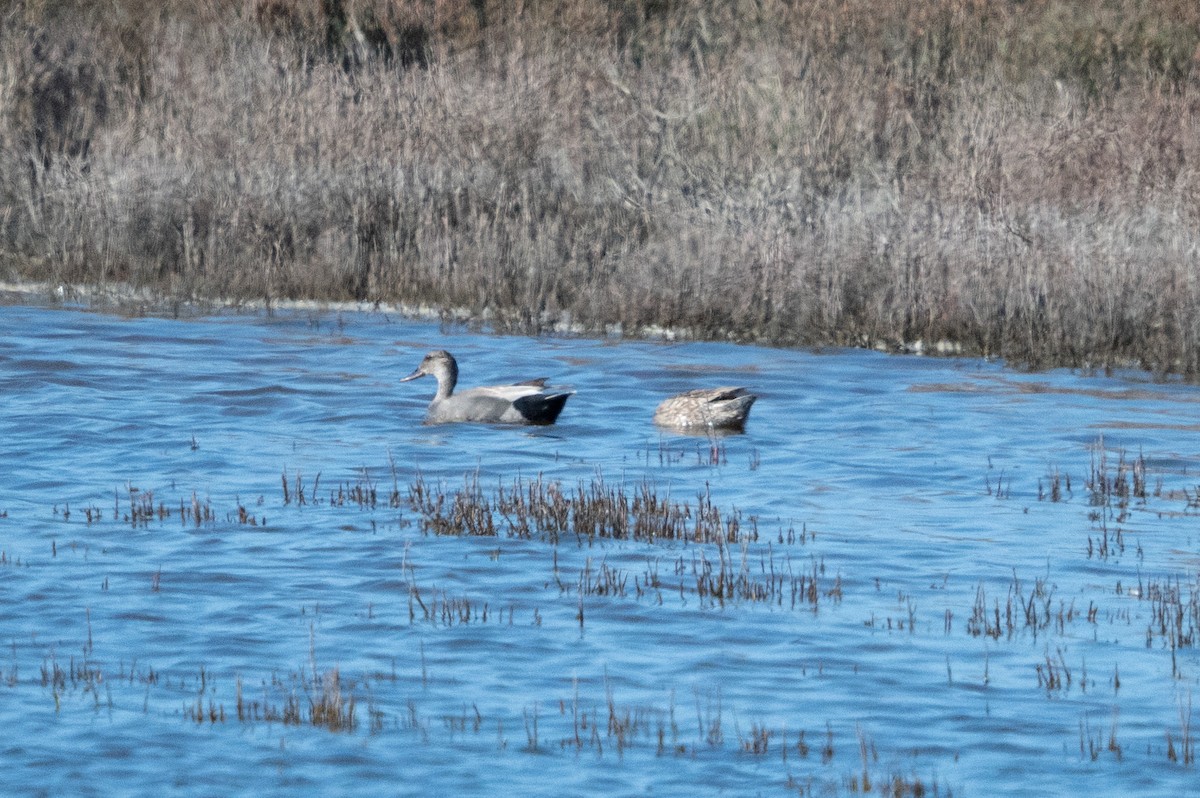 Gadwall - ML618372848