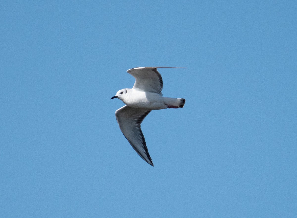 Bonaparte's Gull - Chloe Cheng