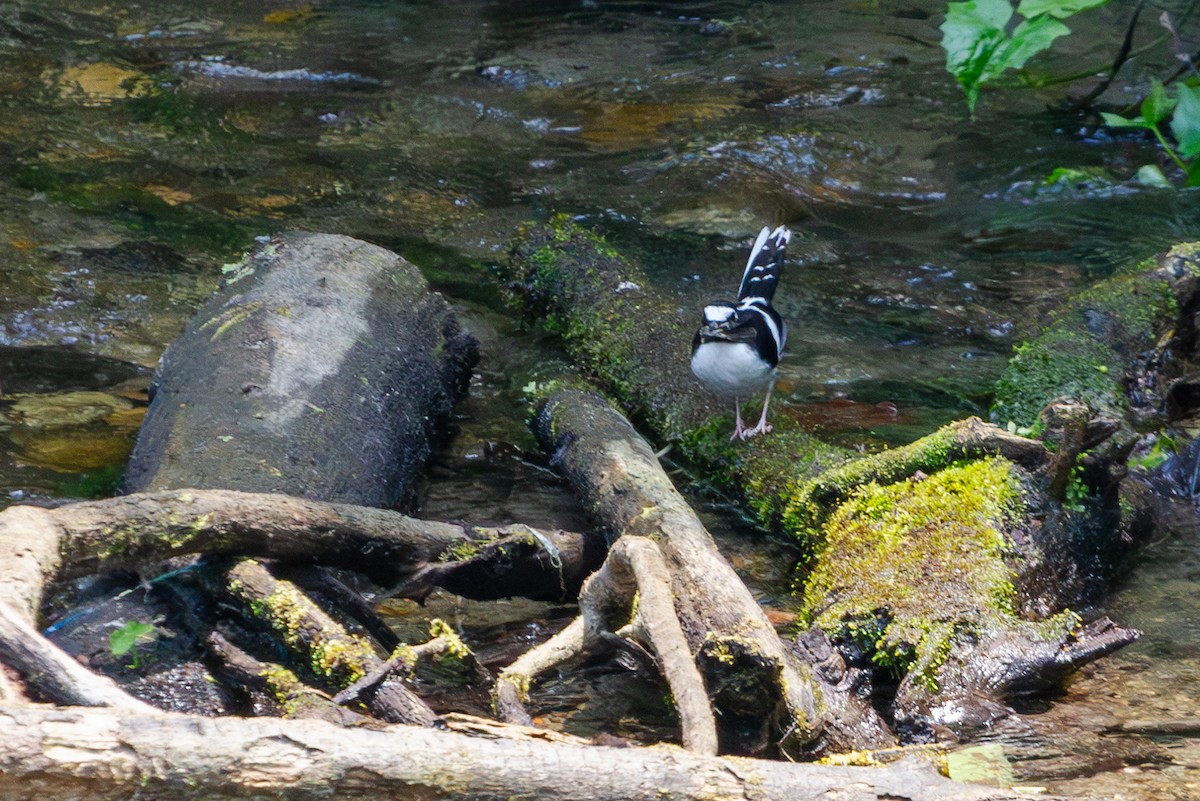 Black-backed Forktail - ML618372866