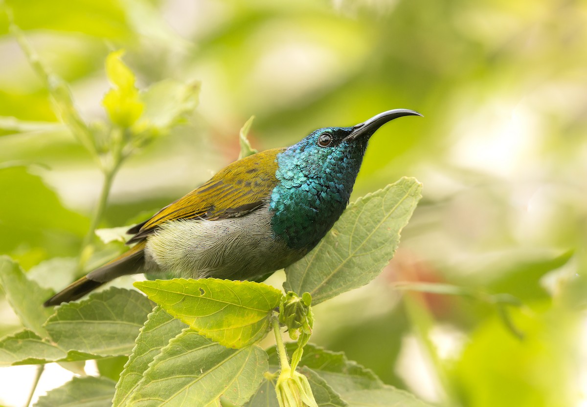 Green-headed Sunbird - ML618372881