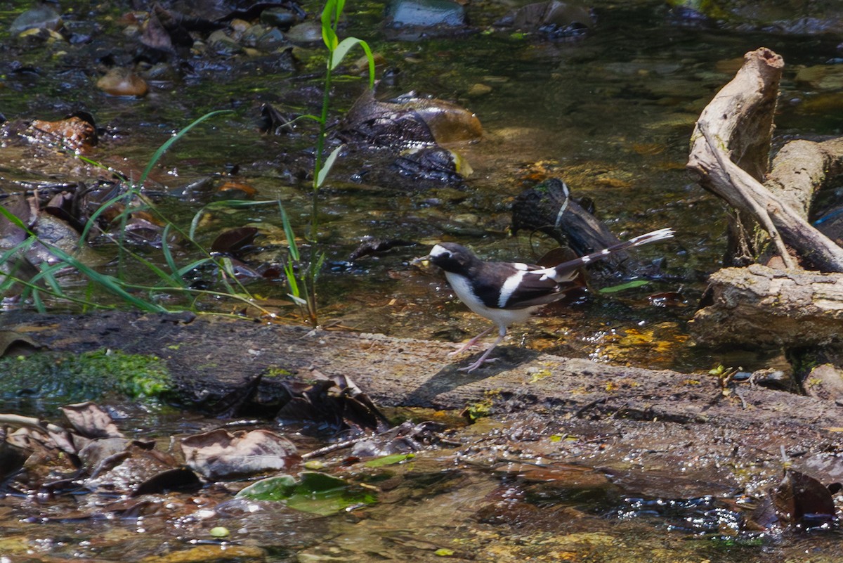 Black-backed Forktail - ML618372892