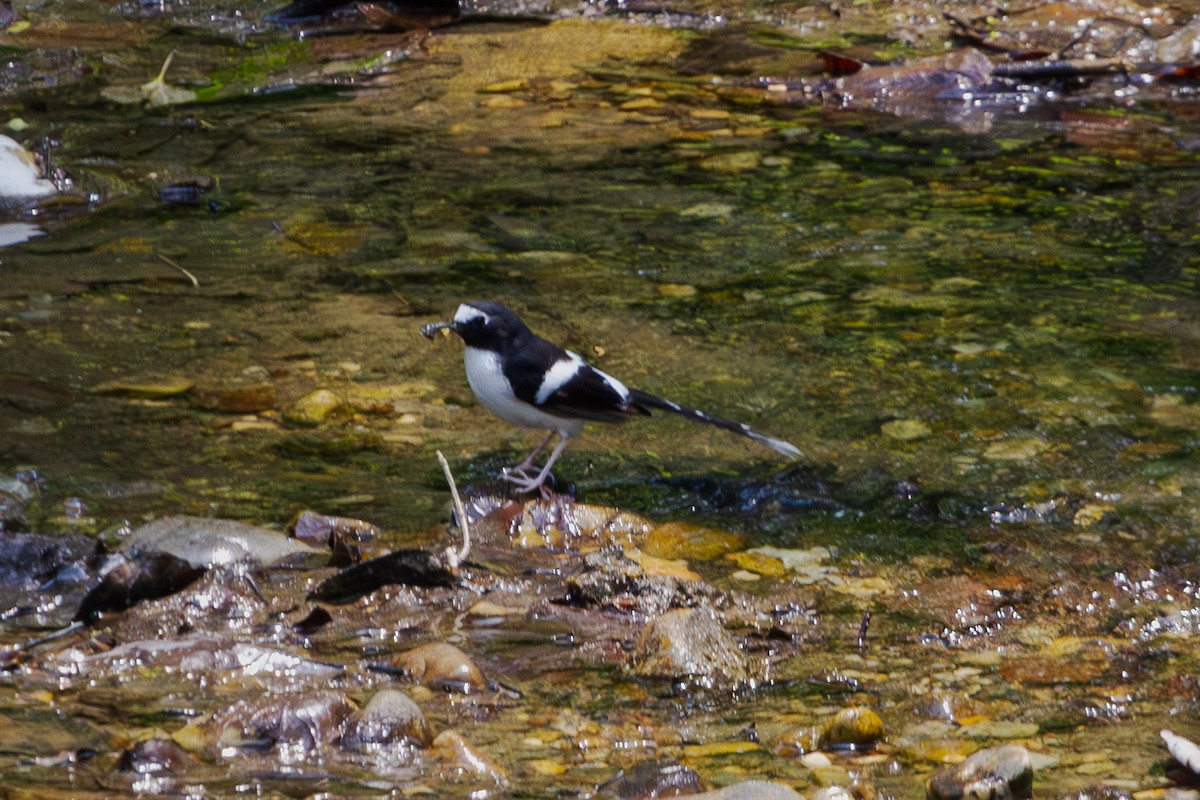 Black-backed Forktail - Mark Maddock