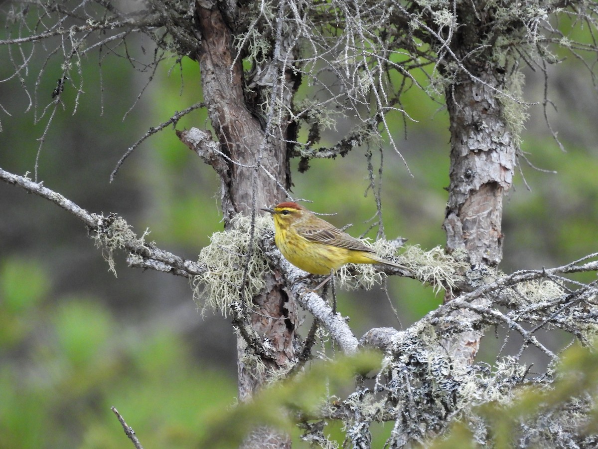 Palm Warbler - Philippe Jobin