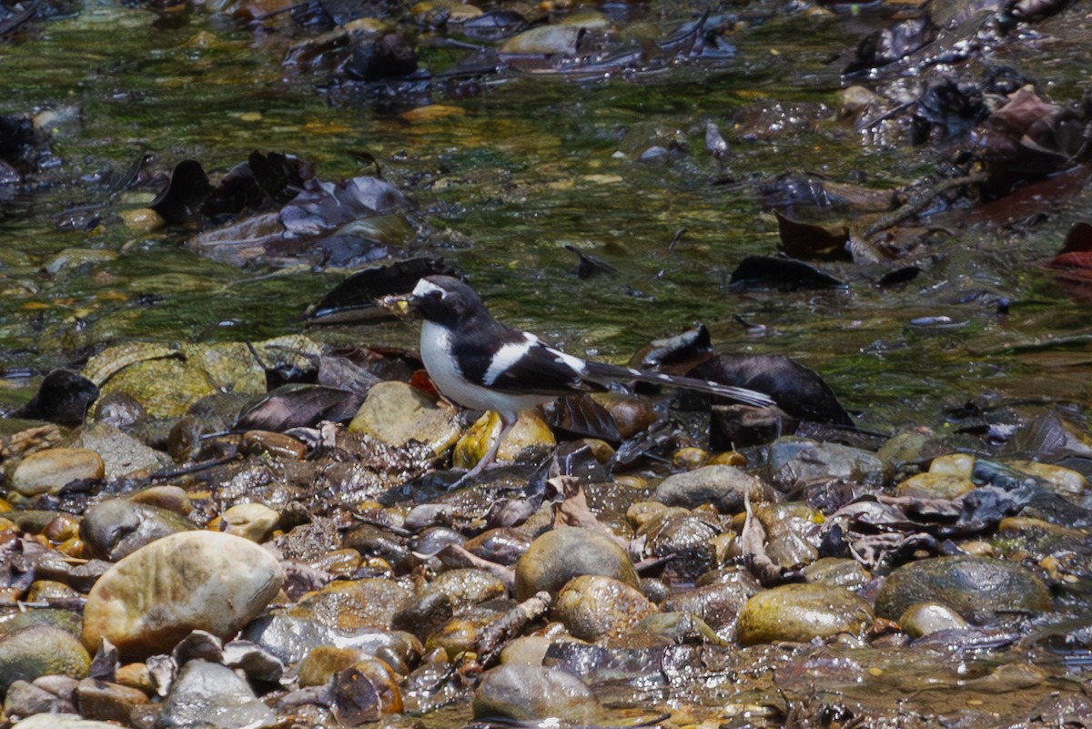 Black-backed Forktail - ML618372920