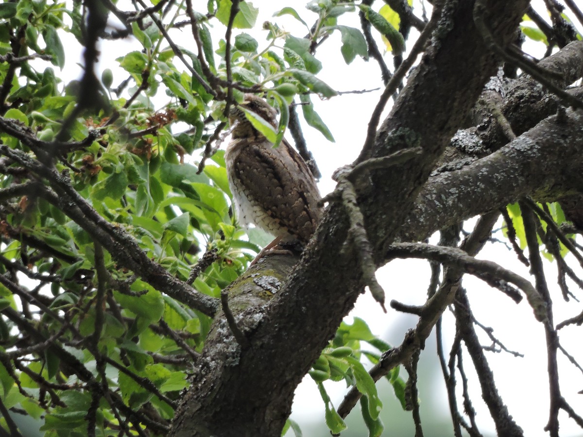 Eurasian Wryneck - Helmut Pfeifenberger