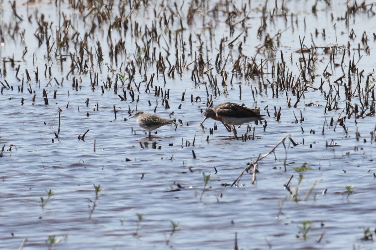 shorebird sp. - ML618372940