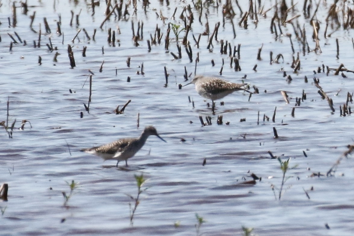 shorebird sp. - ML618372943