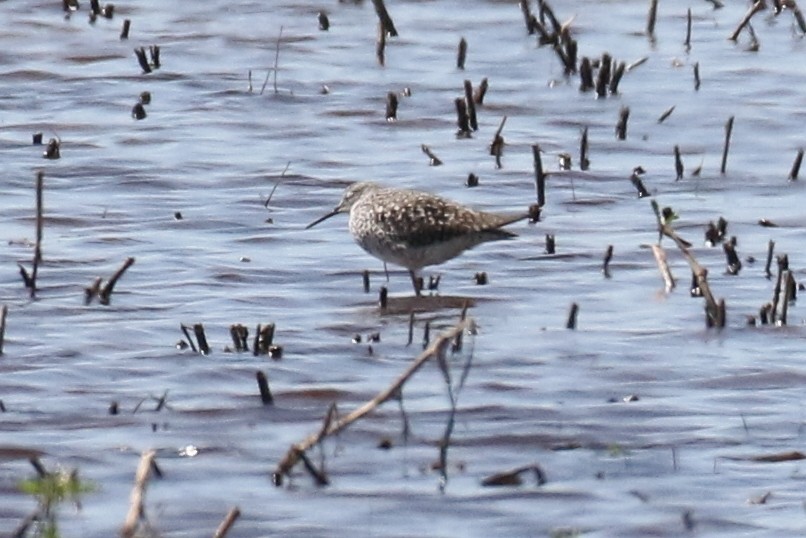 shorebird sp. - Sean McCandless