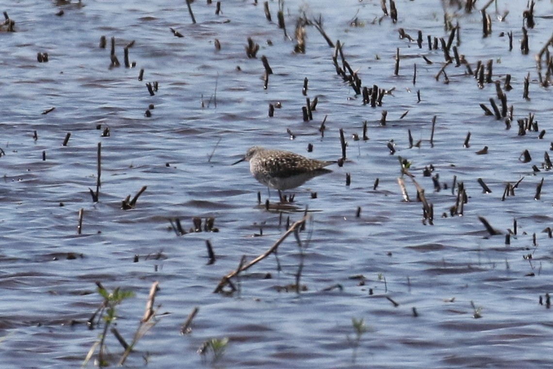 shorebird sp. - ML618372948