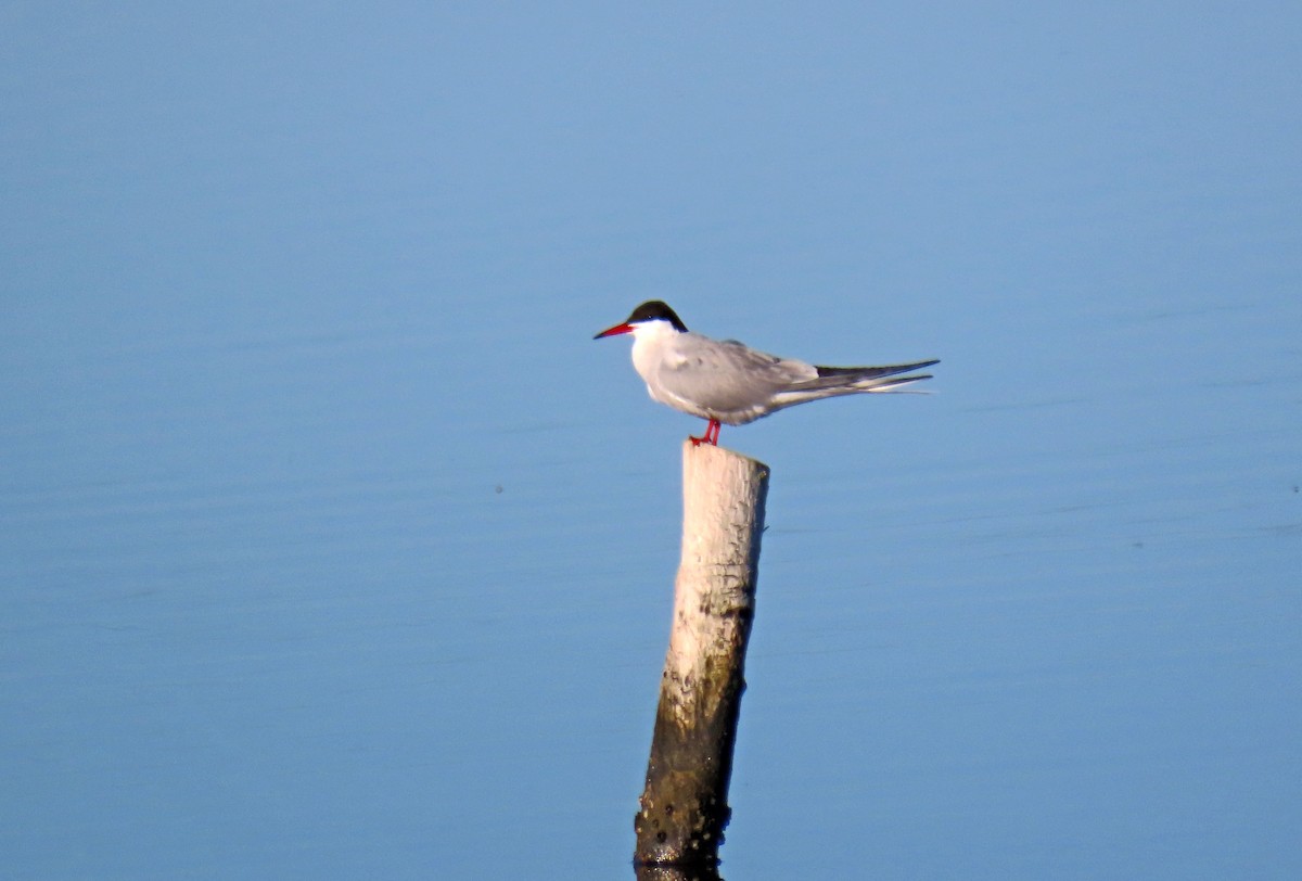 Common Tern - Francisco Javier Calvo lesmes