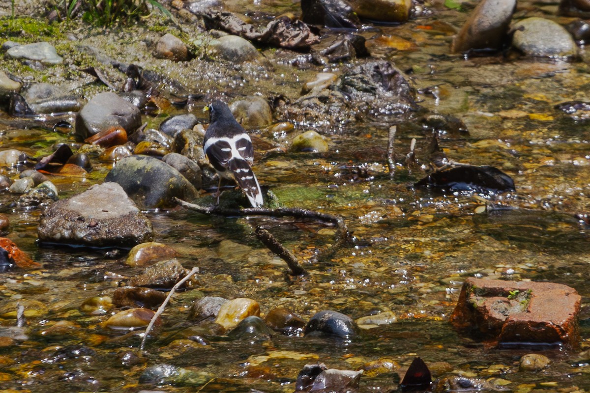 Black-backed Forktail - Mark Maddock