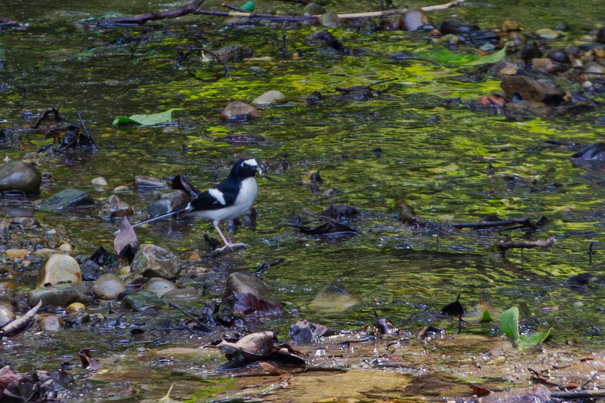 Black-backed Forktail - ML618372975