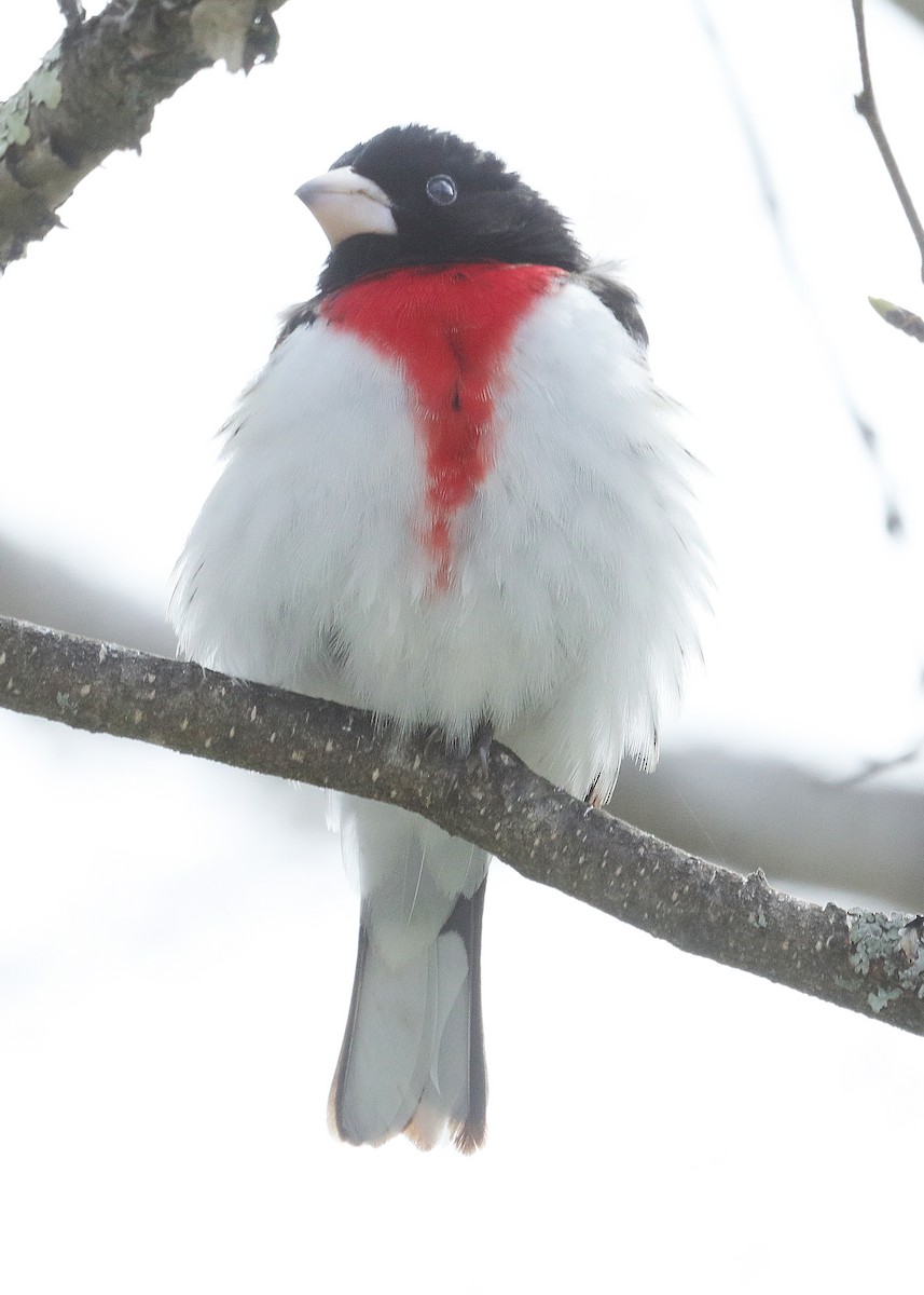 Rose-breasted Grosbeak - ML618372977