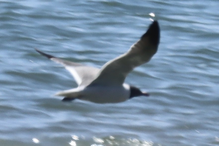 Laughing Gull - Jennifer Wenzel