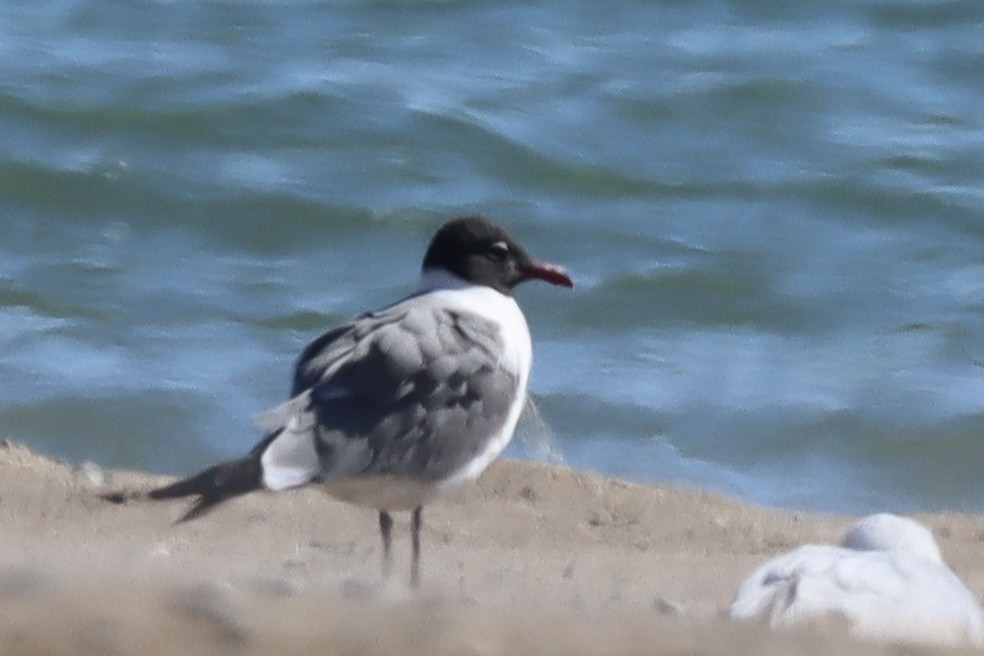 Laughing Gull - Jennifer Wenzel