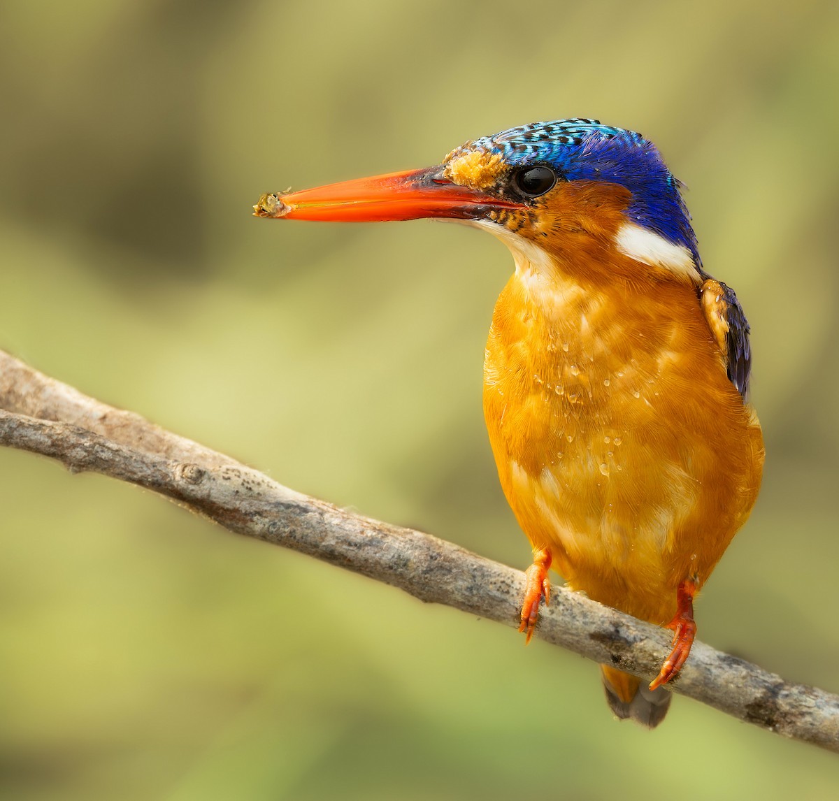 Malachite Kingfisher - ML618372995
