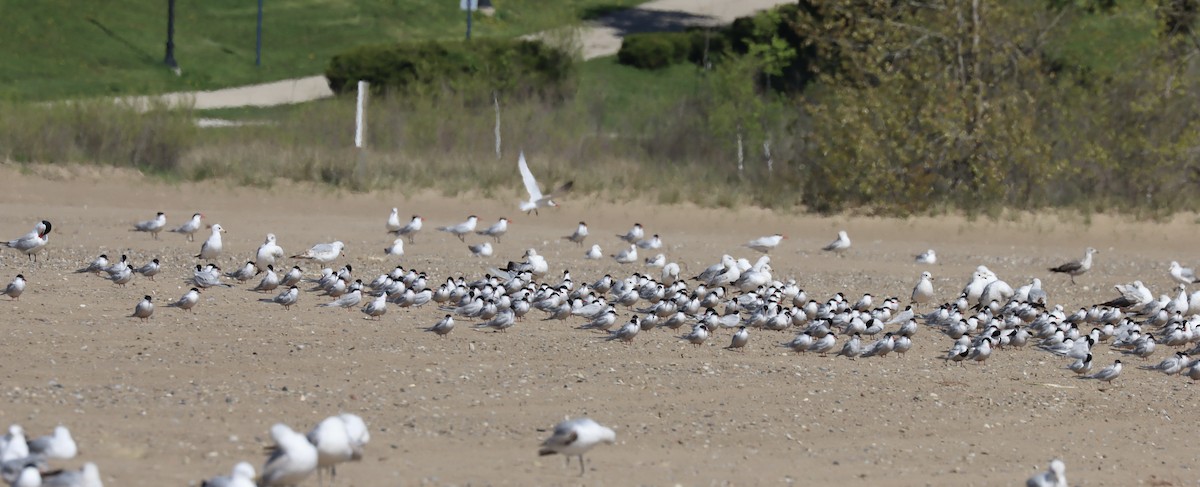 Forster's Tern - Jennifer Wenzel