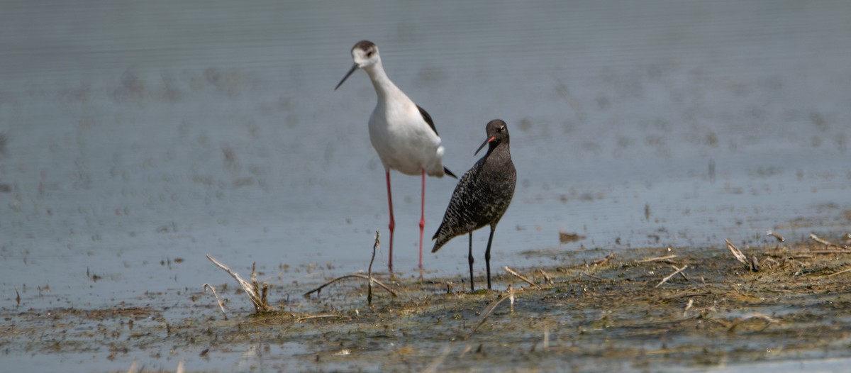 Spotted Redshank - ML618373010
