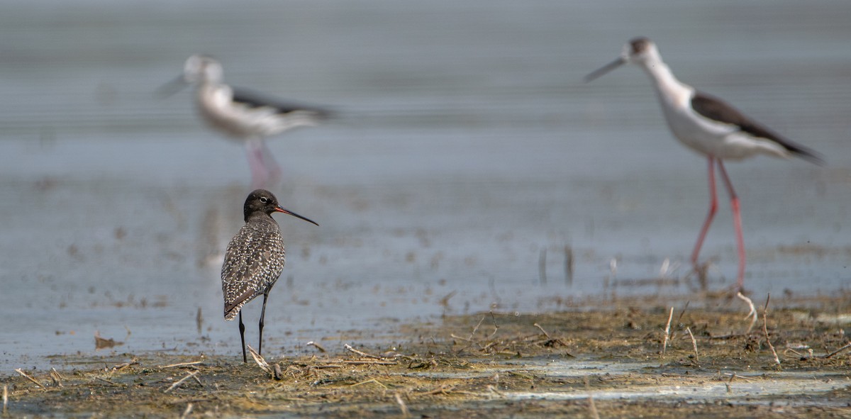 Spotted Redshank - ML618373011