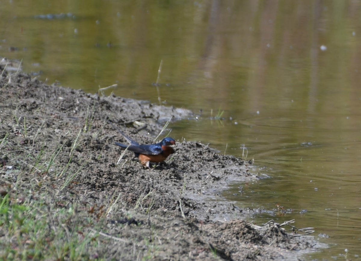 Barn Swallow - Rebekah Boan