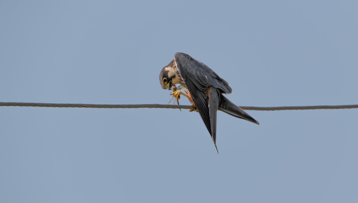 Eurasian Hobby - ML618373056