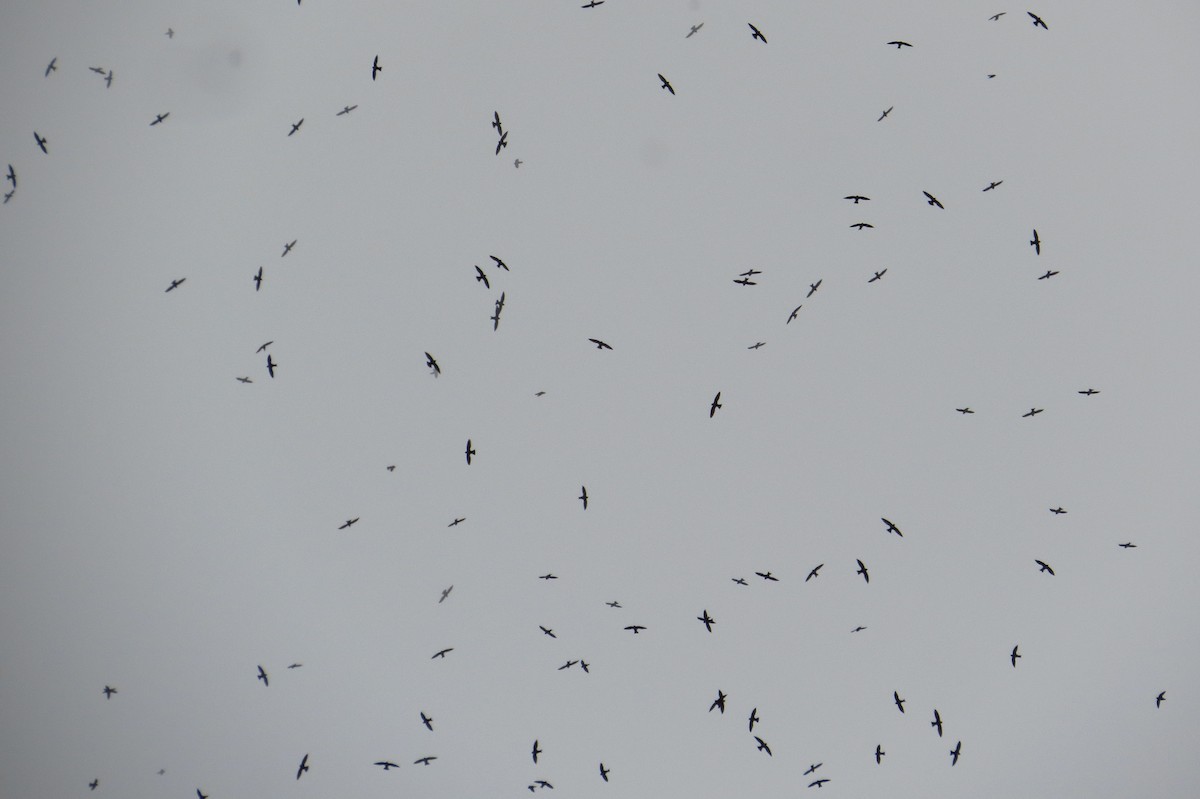 White-collared Swift - Gary Prescott