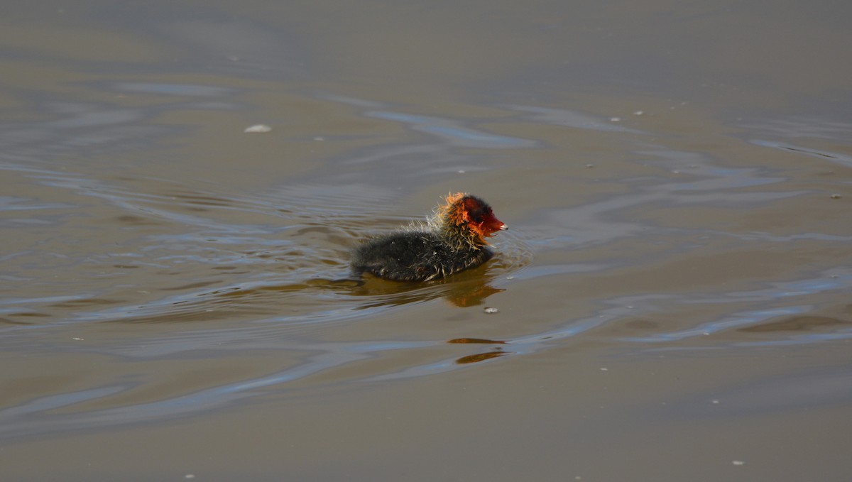 Eurasian Coot - Álvaro García Martín