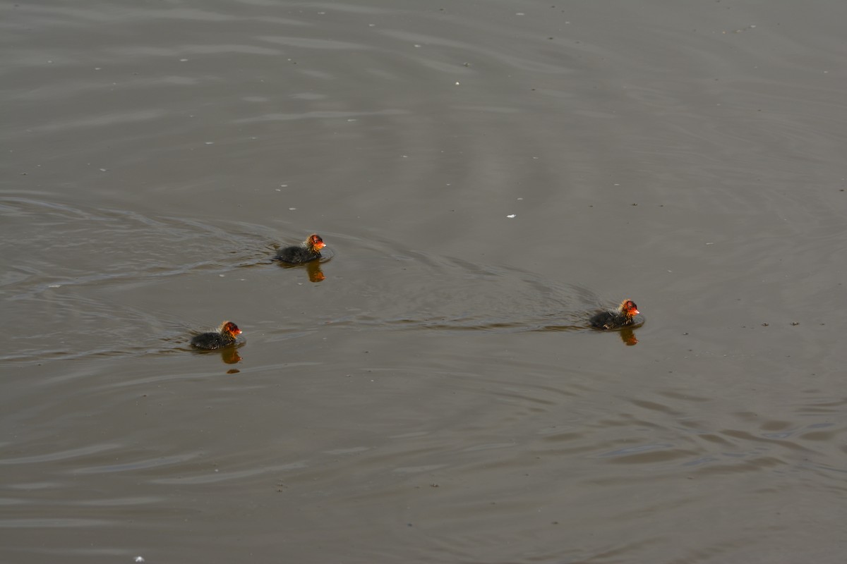 Eurasian Coot - Álvaro García Martín