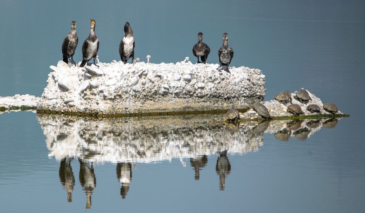 Great Cormorant - ML618373109