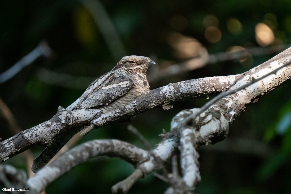 Eurasian Nightjar - ML618373119