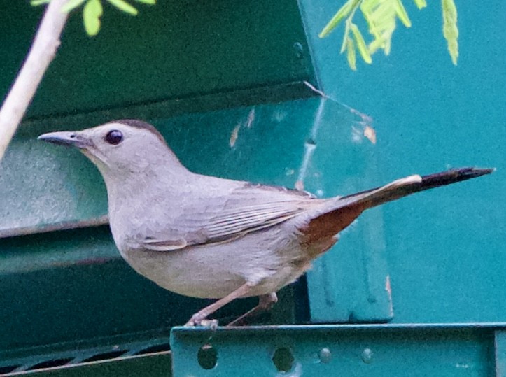 Gray Catbird - ML618373138