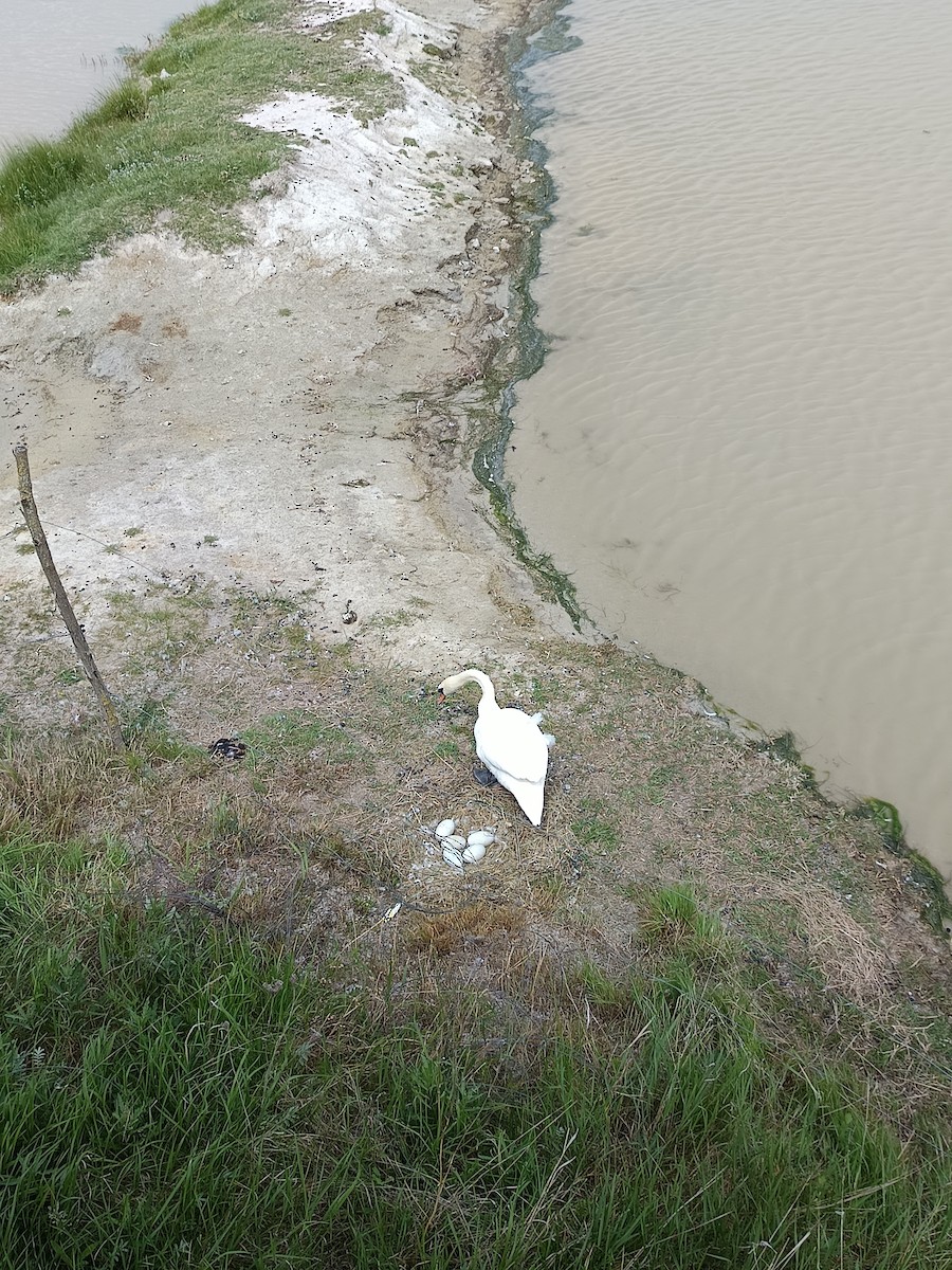 Mute Swan - Andras Fodor