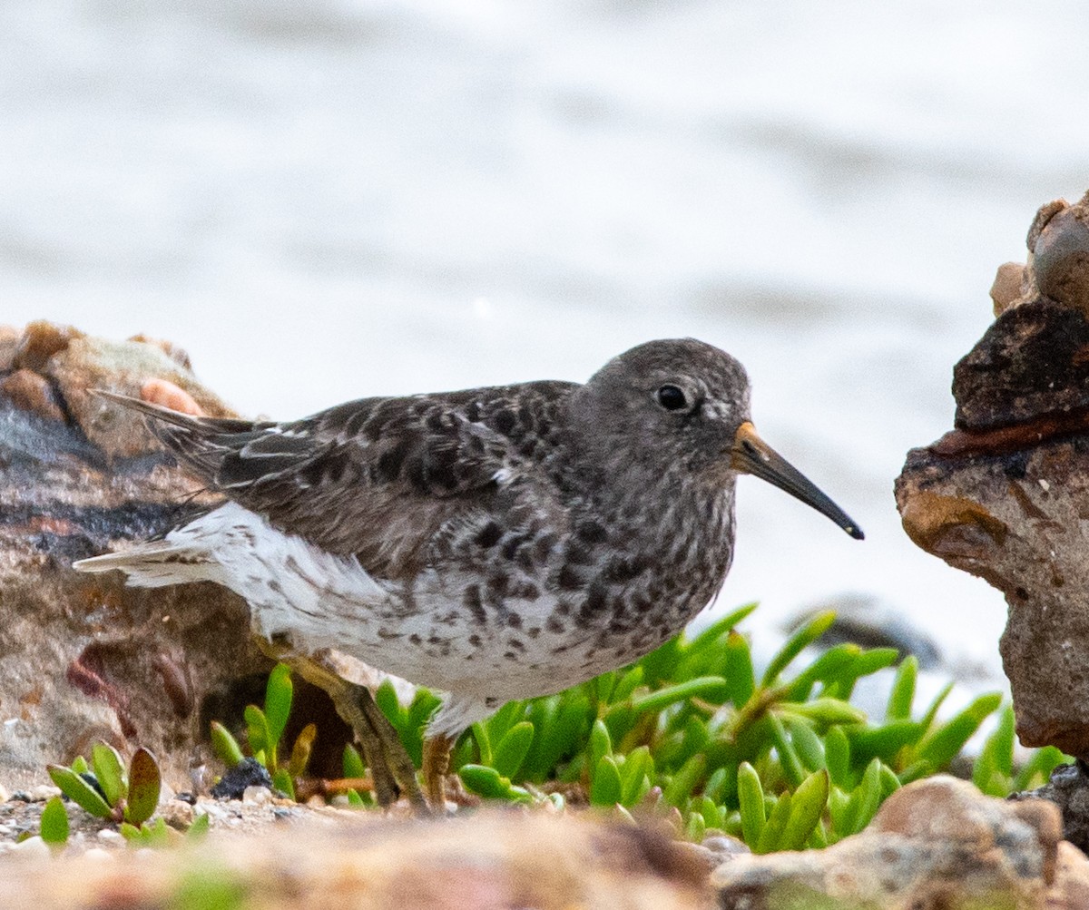 Purple Sandpiper - ML618373196