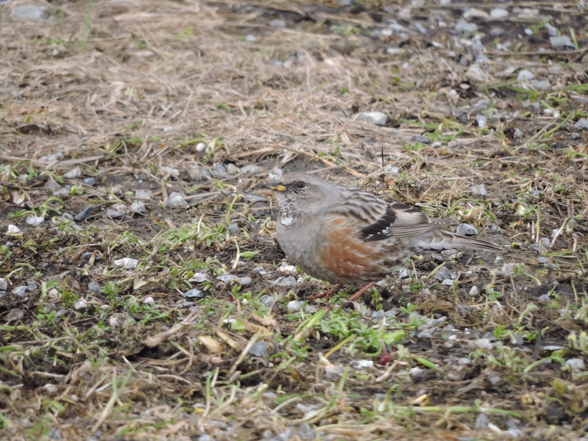 Alpine Accentor - Helmut Pfeifenberger