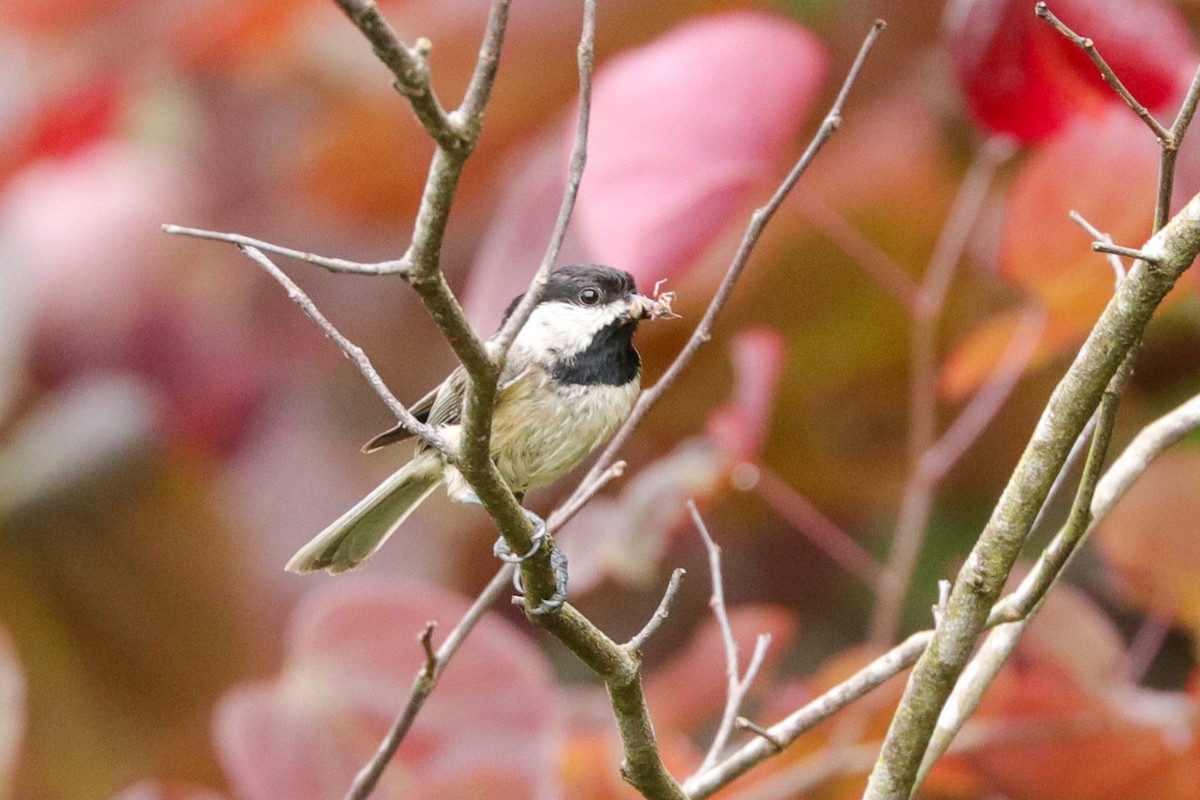 Carolina Chickadee - ML618373198