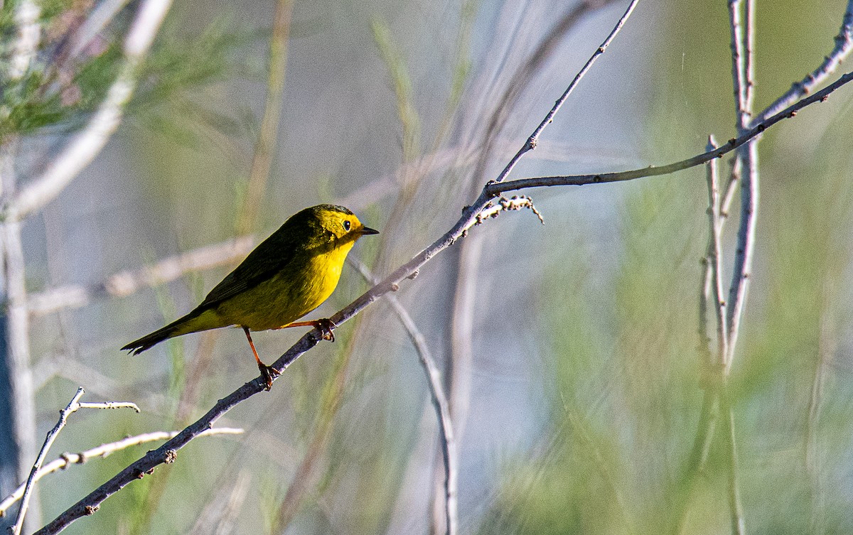 Wilson's Warbler - Ched Whitney