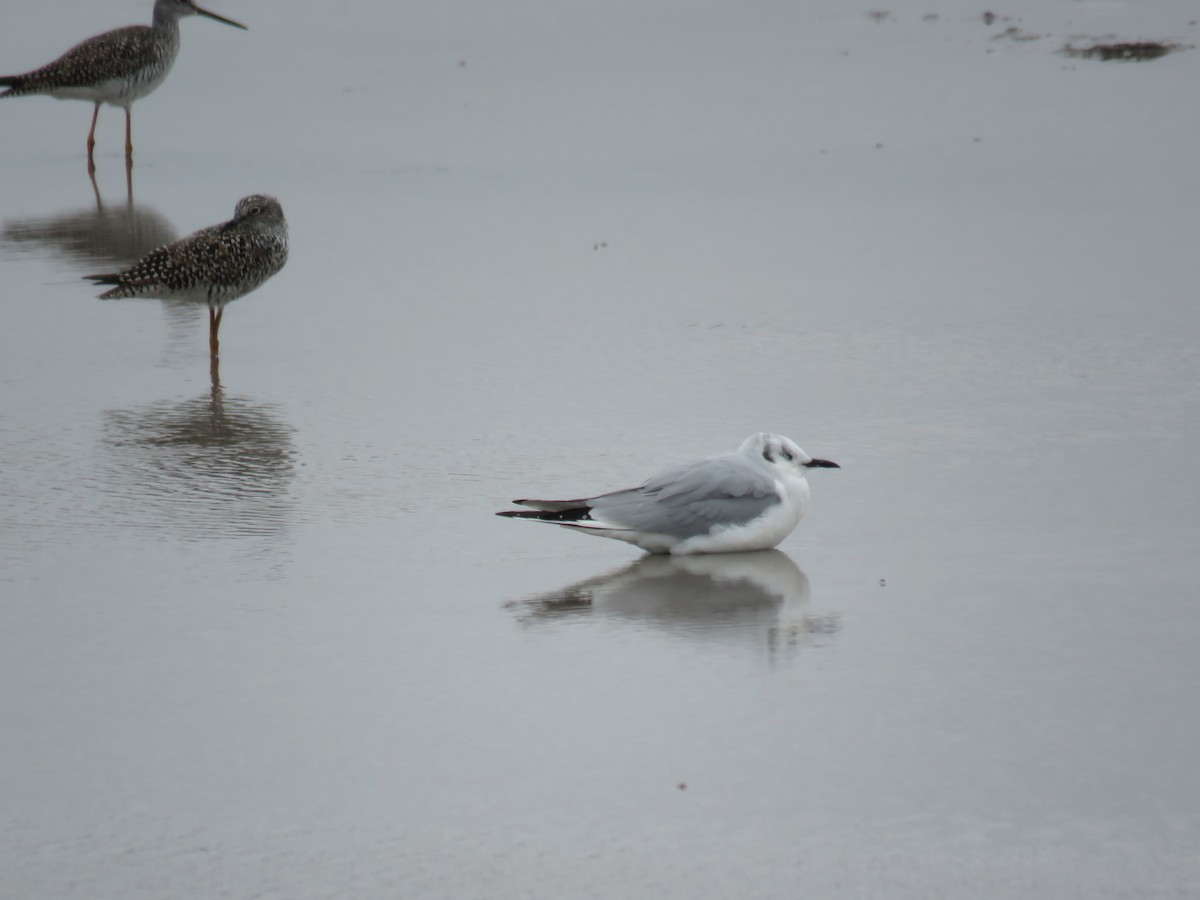 Bonaparte's Gull - ML61837321