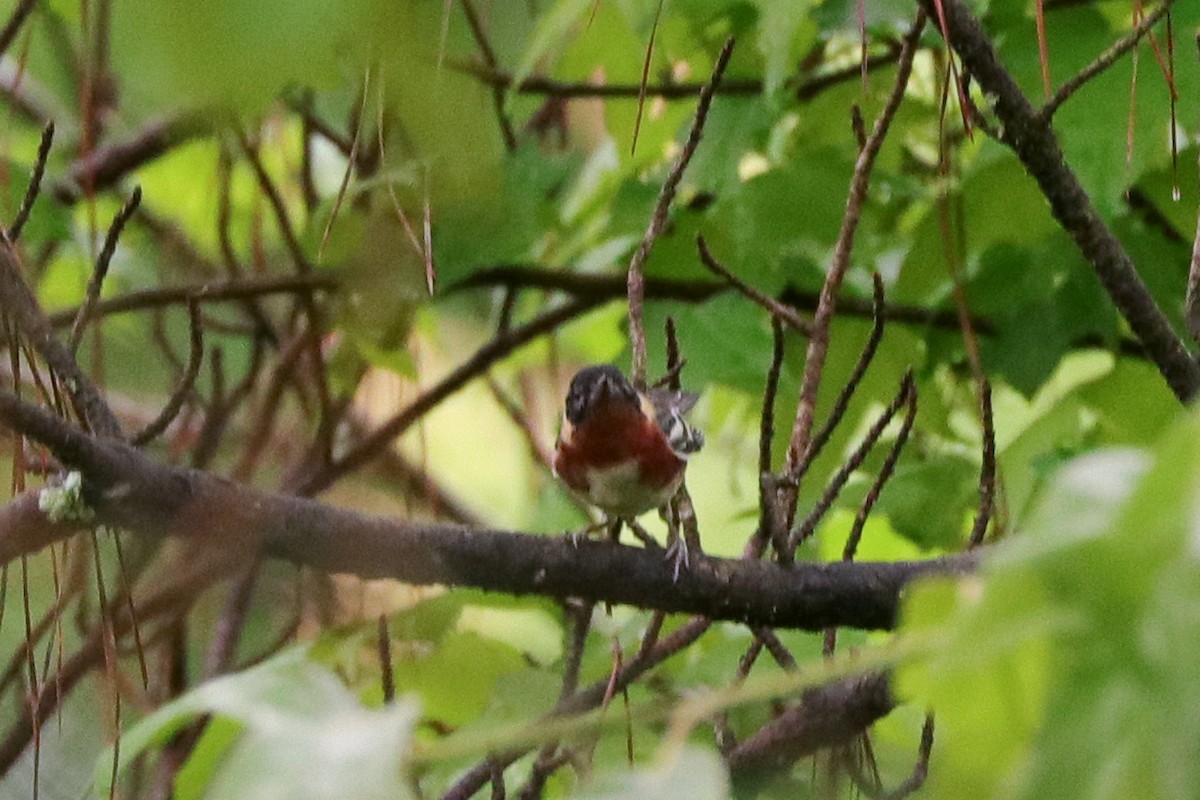 Bay-breasted Warbler - ML618373217
