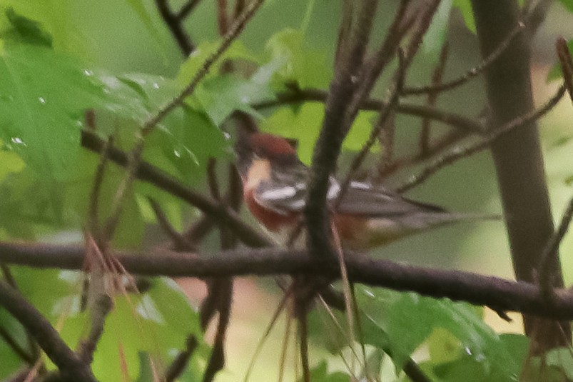 Bay-breasted Warbler - ML618373218