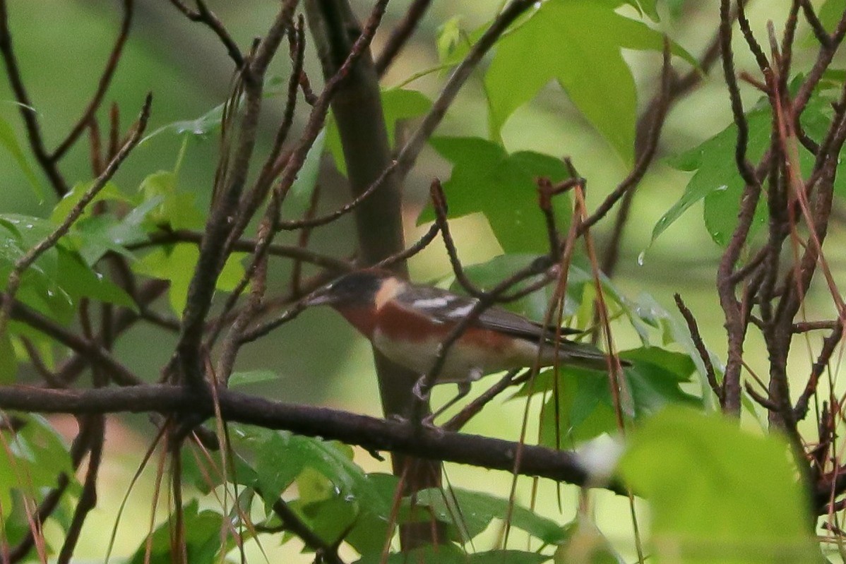 Bay-breasted Warbler - ML618373219