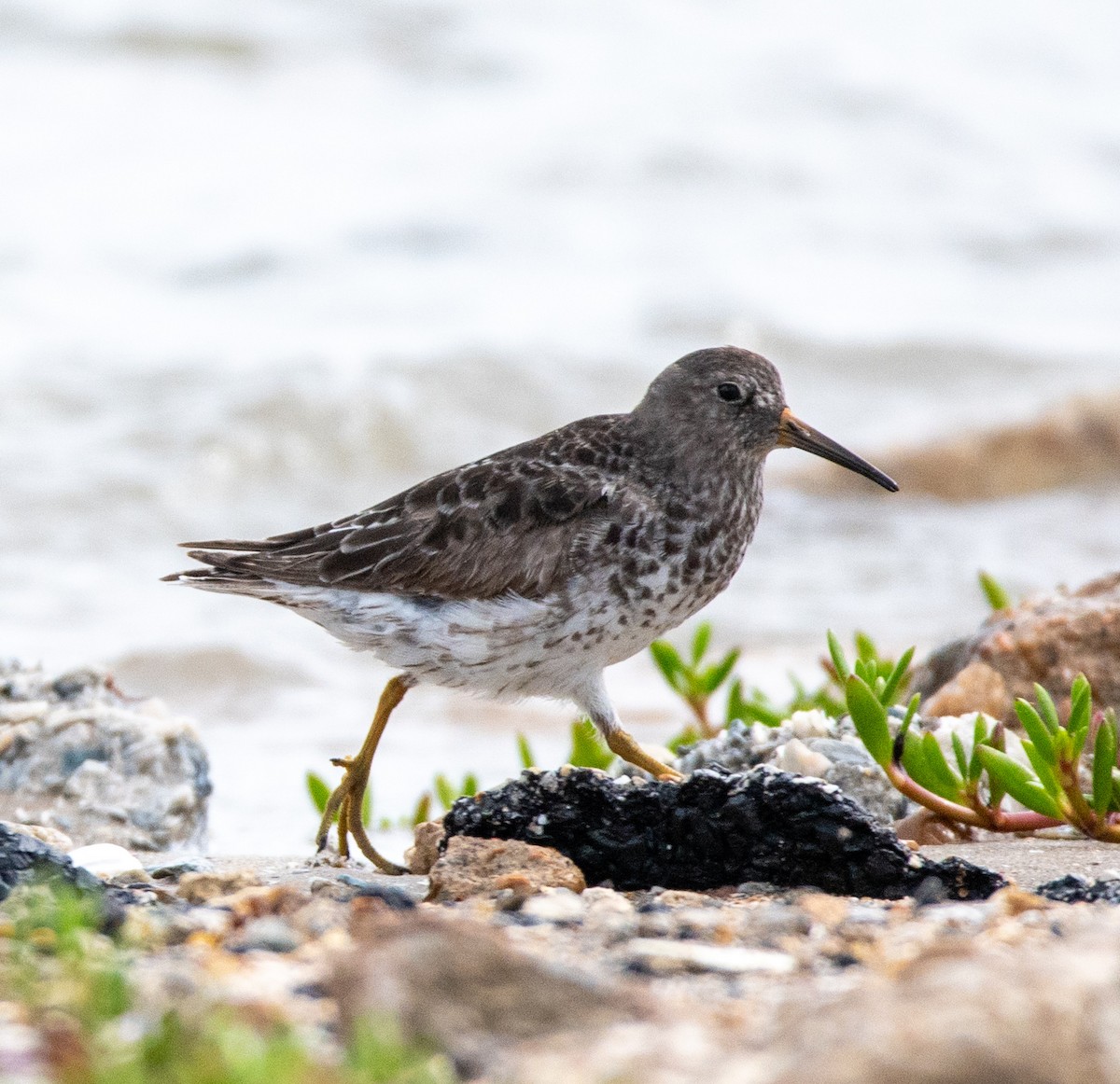Purple Sandpiper - ML618373220
