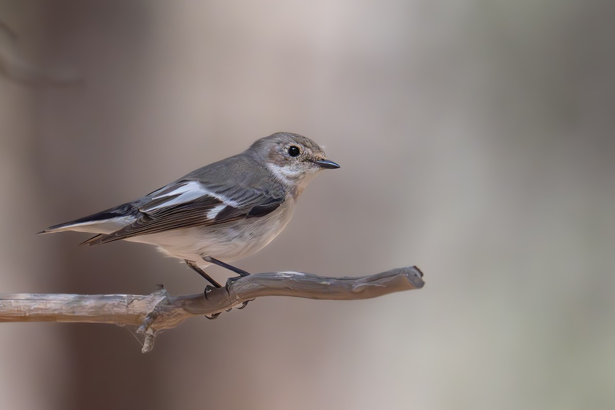 Collared Flycatcher - Uriel Levy