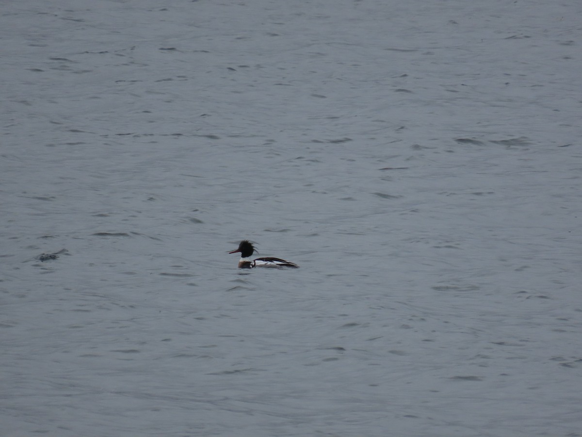 Red-breasted Merganser - ML618373237