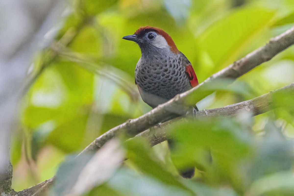 Red-tailed Laughingthrush - Ngoc Sam Thuong Dang