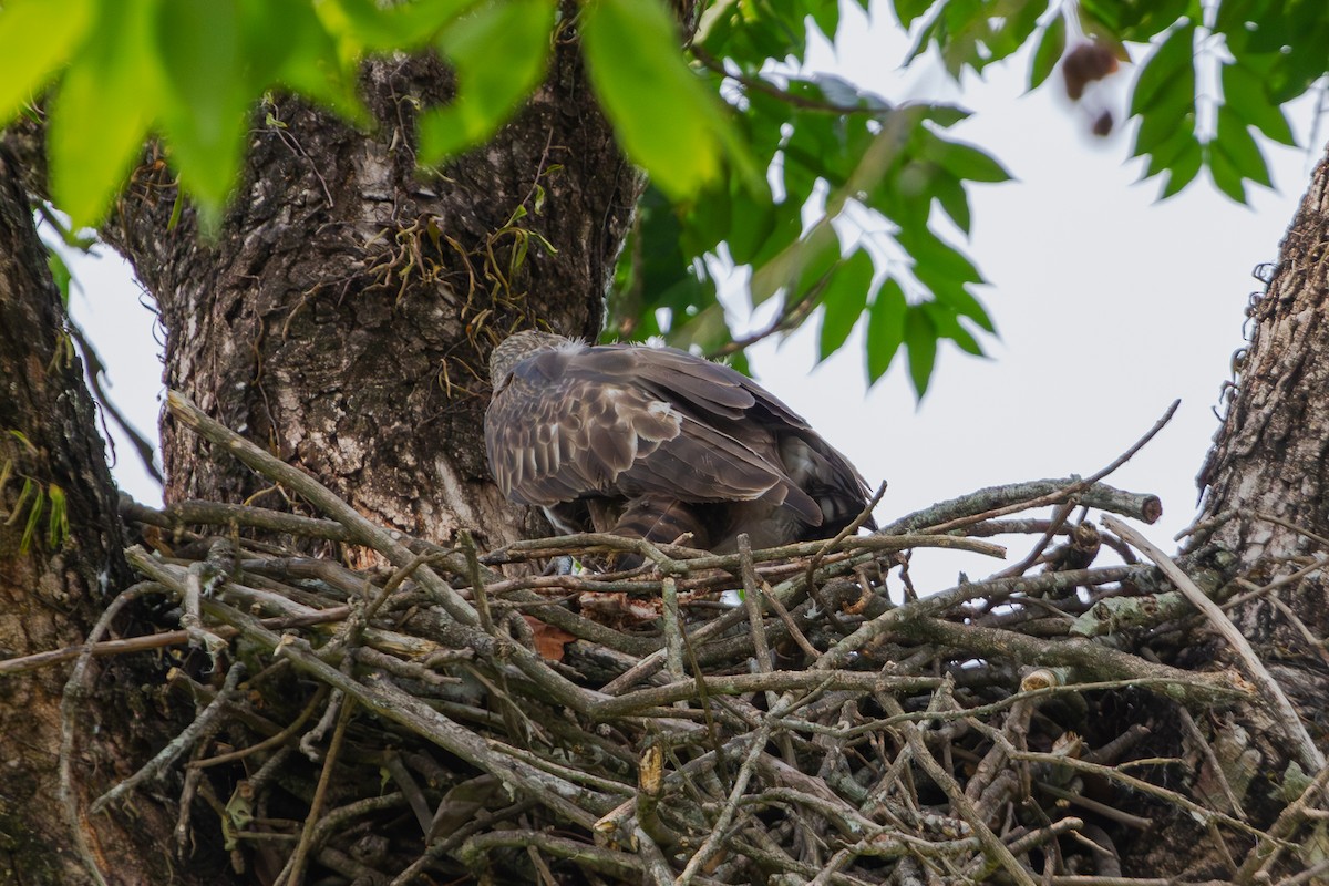 indiaskogørn (limnaeetus gr.) - ML618373266