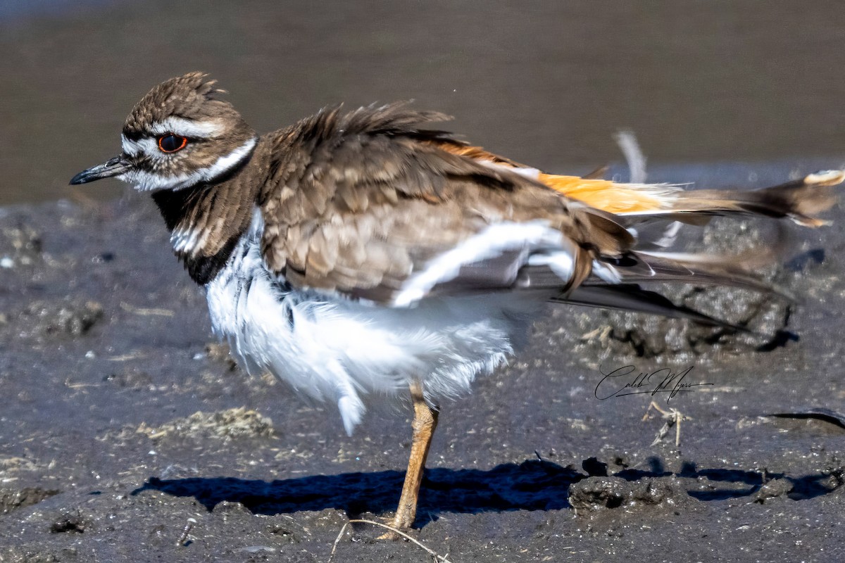 Killdeer - Caleb Myers