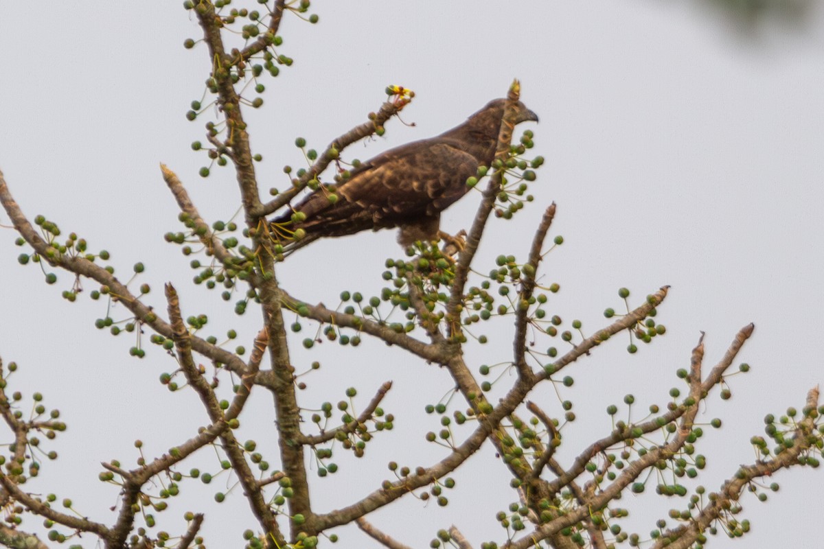 Schopfwespenbussard - ML618373298