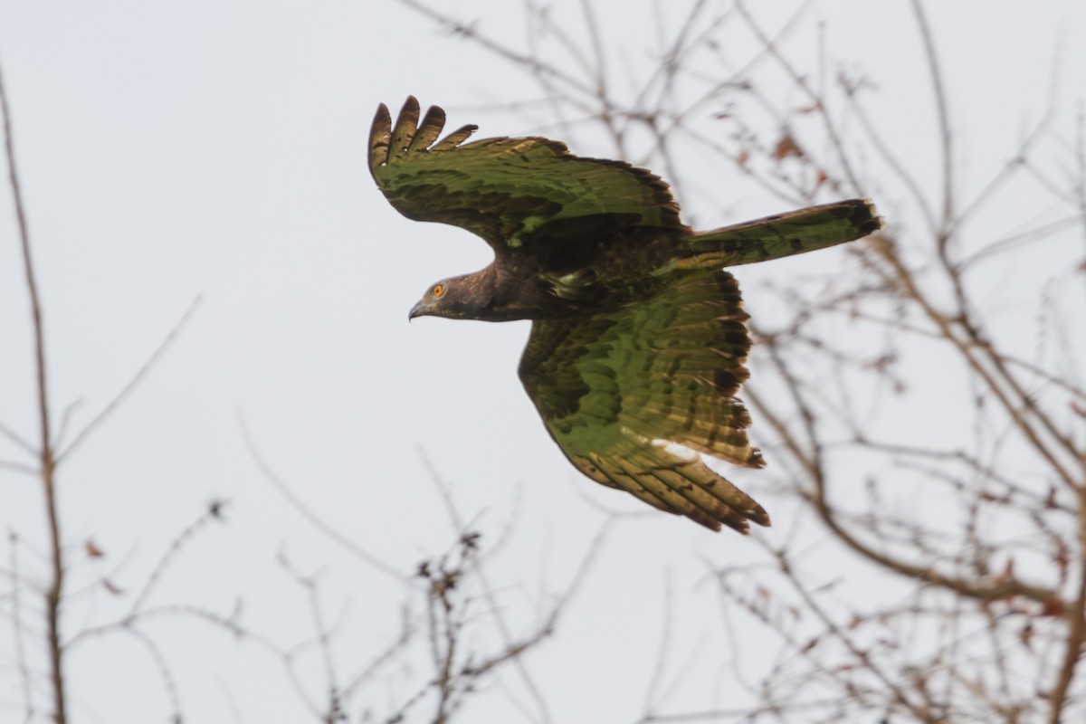 Oriental Honey-buzzard - ML618373305